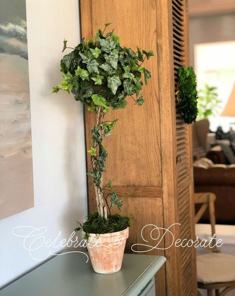 How to Make a DIY Ivy Topiary | Hometalk Ivy Topiary, Urban Gardening Ideas, Topiary Diy, Christmas Topiary, Garden Obelisk, Garden Shelves, Paper Rosettes, Boxwood Topiary, Ivy Plants