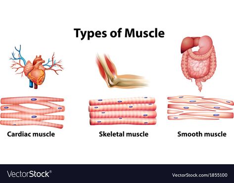 Skeletal Muscle Anatomy, Muscular System Anatomy, Human Muscular System, Muscle System, Types Of Muscles, Basic Anatomy And Physiology, Nurse Study Notes, Nursing Student Tips, Nursing School Survival