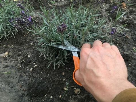 Balcony, Lavender, Herbs, Camping, Plants