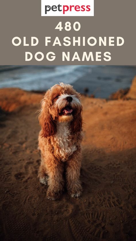 480 Old Fashioned Dog Names - Old School Dog Name Ideas Rustic Dog Names, Old Man Names For Dogs, Boho Dog Names, Farm Dog Names, Original Dog Names, Funny Names For Dogs, Female Dog Names Unique, Irish Dog Names, Old Money Dog