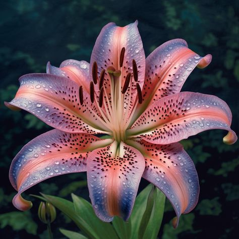 a blue and pink asiatic lily Magnolia Backyard, Lilly Photography Flower, Dragon Lily, Tiger Tongue, Tiger Lily Reference, Flowers Tiger Lily, Lily Animal, Tiger Lily Flowers, Asiatic Lily Flower