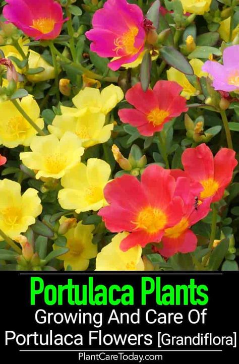 Portulaca Plant: Growing And Care Of Portulaca Flowers [Grandiflora Portaluca Flowers, Portulaca Flowers Ideas, Purslane Flowers, Purslane Plant, Portulaca Flowers, Blue Plumbago, Portulaca Grandiflora, Basket Plant, Plant Care Houseplant