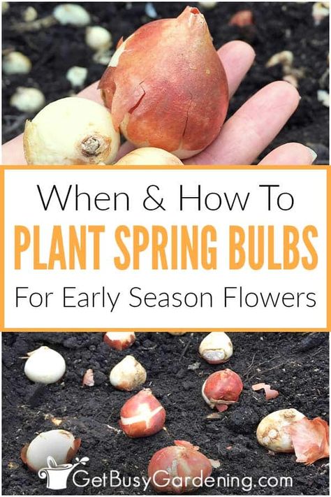 Planting Tulip Bulbs In Spring, How To Plant Bulbs In Spring, How To Plant Bulbs In The Ground, Tulips In Containers Planting Bulbs, When To Plant Spring Bulbs, When To Plant Tulip Bulbs Fall, How To Plant Bulbs In Containers, When Do You Plant Tulips Bulbs, Planting Spring Bulbs In Containers