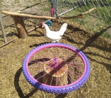 Chicken Coop Activity Ideas, Chicken Activities For Coop, Chicken Activities, Diy Chicken Toys, Chicken Perches, Chicken Roost, Cute Chicken Coops, Chicken Coop Garden, Chicken Pen