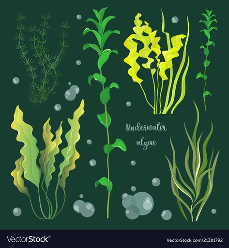 Underwater Flowers, Ocean Plants, Ocean Illustration, Underwater Plants, Sea Illustration, Underwater Painting, Sea Plants, Underwater Art, Plant Vector