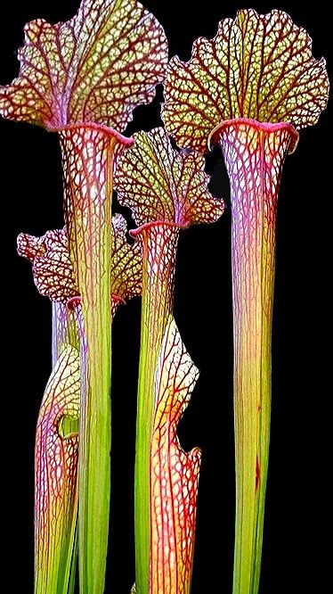 Sarracenia cv. Juthatip Soper x S. leucophylla Carnivorous Plants Care, Sarracenia Purpurea, Botanical Studies, Insectivorous Plant, Plants Care, Buy Seeds, Carnivorous Plants, Of Aesthetic, Plant Care