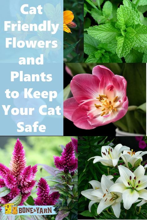 Cat Friendly Flowers and Plants Safe Flowers For Cats, Flowers That Are Safe For Cats, Pet Friendly Flowers, Cat Friendly Outdoor Plants, Cat Safe Plants Outdoor, Cat Safe Flowers, Bee Clutterbug, Cat Garden Outdoor, Cat Friendly Flowers