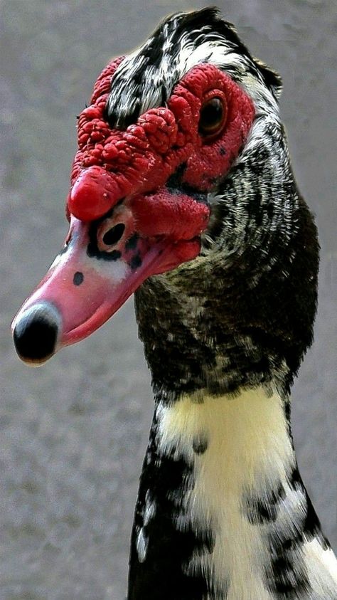 Waterfowl - The colorful Muscovy Duck - photo by Lin Sca Muscovy Ducks, Muscovy Duck, Duck Photo, Duck House, Beautiful Chickens, Duck Art, Duck Face, Red Face, A Duck