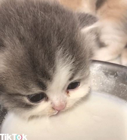 New GIF on Giphy Cute Kitten Gif, Scottish Fold, Fluffy Animals, Cute Cats And Kittens, Cute Animal Videos, Cute Animal Pictures, Beautiful Cats, Baby Cats