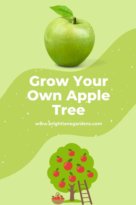 Growing apple trees from seed can be a rewarding process and a great way to grow your own produce! This user guide aims to provide beginner and home gardeners with clear, step-by-step instructions on how to successfully plant and nurture an apple tree. #appletrees #growyourownapples #apples #grannysmith #appletreefromseed #appleseeds #growapples #fruittrees #appleorchard Planting Apple Trees, Growing Apple Trees, Apple Tree Care, Apple Tree From Seed, Fruit Bearing Trees, Seed Starting Mix, Organic Pest Control, Planting Pots, Cider Making