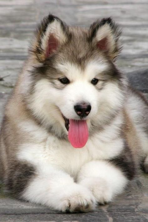 The Alaskan Malamute...largest of the northern dogs, sweet temperament, and spooky smart! A Dog