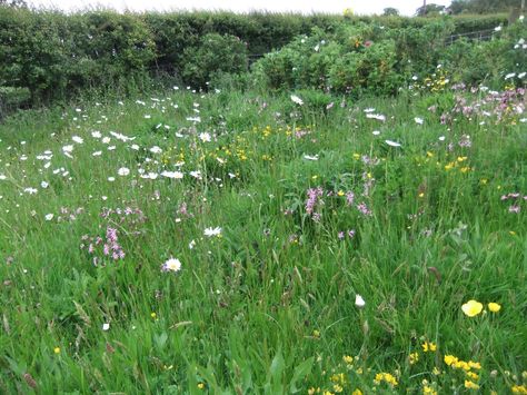 Flower Meadow | Anglesey Wild Flower Meadow: recent meadow views Wildwood Flower, Wild Flower Meadow, Flower Meadow, Country Garden, Country Gardening, Wild Flower, Garden Plants, Wild Flowers, Cottage