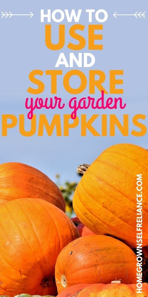 Did you grow pumpkins in your garden this year, and don't know what to do with them all? In this post, we list ways of using up those pumpkins to the fullest, and storing the extras! Click here to find out more! How To Store Pumpkins, Perserving Pumpkins, Things To Do With Pumpkins, How To Harvest Pumpkins, What To Do With A Pumpkin, Garden Pumpkin Recipes, What To Do With Pumpkins, How To Dry Pumpkin Seeds To Replant, Companion Plants For Pumpkins