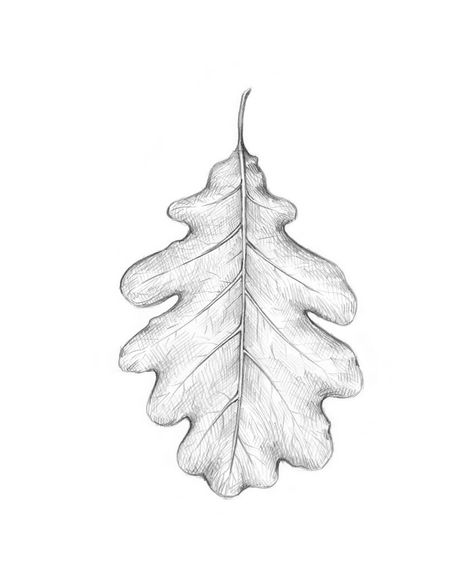 Beech Leaf Drawing, Patchwork, Drawing Flowers And Leaves, Oak Leaf Sketch, Oak Leaf Line Drawing, White Oak Leaf Tattoo, Leaf Drawing Outline, Leaf Sketch Pencil, Oak Leaves Drawing