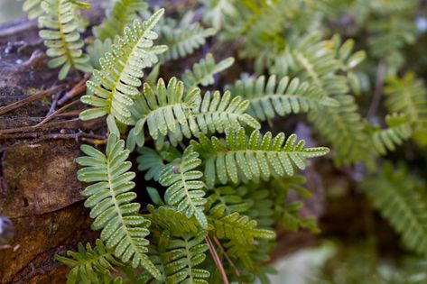 Pleopeltis polypodioides (Resurrection Fern) is an evergreen fern with attractive lance-shaped fronds, 4-8 in. long (10-20 cm), once pinnately divided with 8-14 pairs of oblong pinnae (leaflets). The pinnae are densely scaled on the lower surface and smooth on the upper surface. The spores are clustered in rusty orange sori on the undersides of the fronds. Remaining lush and fresh-looking throughout the season, Resurrection Fern is a terrestrial, epiphytic fern (growing on another plants but not Resurrection Fern, Evergreen Ferns, Purple Clematis, Rabbit Garden, Sea Holly, Live Oak Trees, Plants For Hanging Baskets, Fern Plant, Woodland Garden