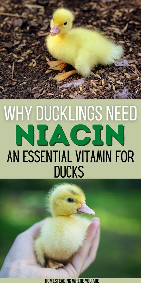 Raising ducklings is one of my greatest joys; baby ducks are adorable. Ducks grow much faster than chickens, and their rapid growth rate means they need plenty of vitamins and nutrients. Niacin is one of the vitamins most needed to support their rapid growth. Make sure you know how to give your ducklings more niacin when raising baby ducks. Raising Baby Ducks, Duck Care For Beginners, Homestead Ducks, Duck Raising, Natural Chicken Coop, Pekin Ducklings, Raising Ducklings, Farming 101, Duck Enclosure