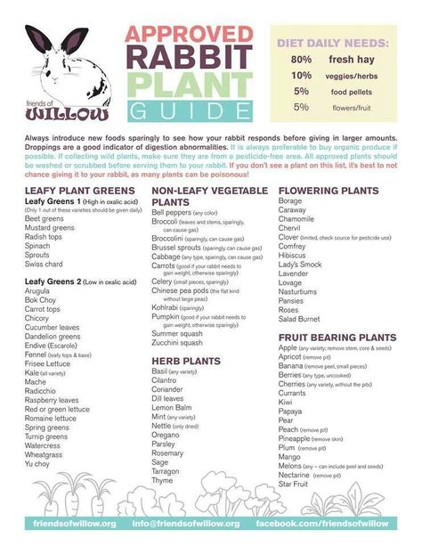 Plant- Veggie guide: rabbit approved Flemish Giant Rabbit, Rabbit Diet, Pet Rabbit Care, Somebunny Loves You, Meat Rabbits, Rabbit Treats, Flemish Giant, Raising Rabbits, Pet Bunny Rabbits