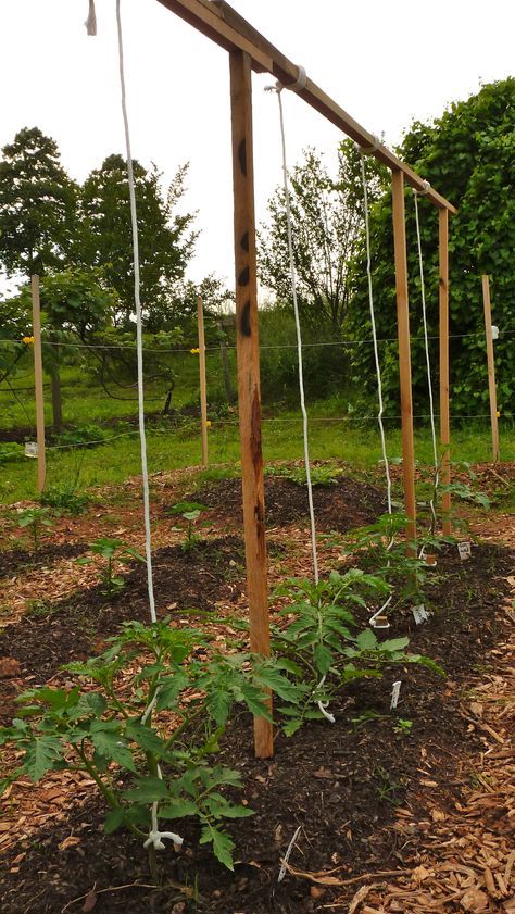 tomato plants on string | Vertical Stringing Growing Tomatoes Indoors, Vertical Vegetable Gardens, Tomato Trellis, Growing Tomato Plants, Growing Tomatoes In Containers, Vertical Vegetable Garden, Small Vegetable Gardens, Vertical Herb Garden, Indoor Vegetable Gardening