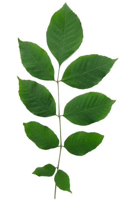 White Ash Tree, Ash Leaves, Ash Leaf, Chestnut Trees, Ash Tree, Invasive Plants, Tree Canopy, White Ash, Leaf Texture