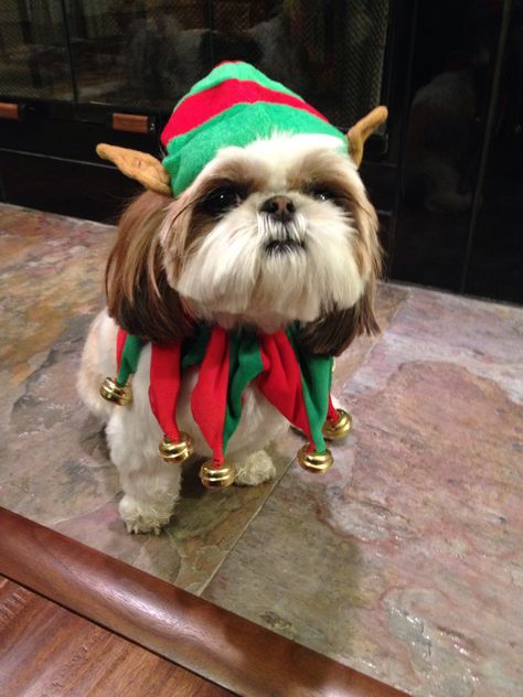 Chloe the Christmas elf - Jesse and Carlee have the same outfit :) Shih Tzu Christmas, Dog Christmas Clothes, Christmas Elf Outfit, Perro Shih Tzu, Christmas Dog Outfits, Shitzu Puppies, Cute Dog Clothes, Dog Christmas Card, Dog Birthday Cake