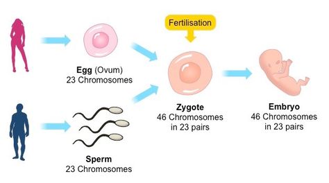 Reproduction , Types of sexual reproduction ( Conjugation , Reproduction by sexual gametes ) Types Of Asexual Reproduction, Inquiry Project, Science Inquiry, Environmental Change, Science Notes, Fashion Terms, Vintage Poster Design, Similarities And Differences, Science Project