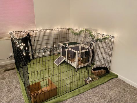 Small Indoor Rabbit Enclosure, Outfits For Bunnies, Bunny Setup Ideas, Bunny Homes Indoor Diy, Bunny X Pen, Cute Bunny Enclosure, Rabitt House Diy Indoor, Bunny Cage Setup Ideas, Small Bunny Cage