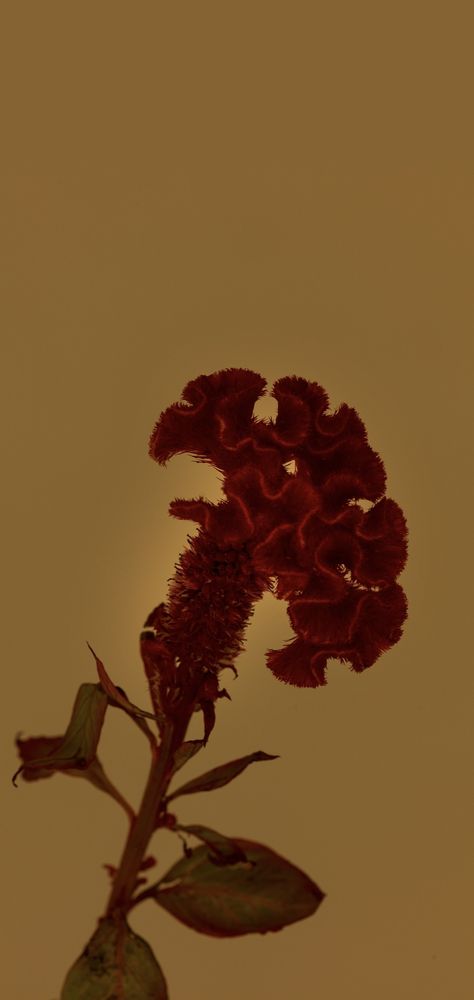 Sade Wallpaperlar Aesthetic, Sade Aesthetic Wallpaper, Profile Wallpaper, Midnight Garden, Trippy Wallpaper, Lovely Flowers Wallpaper, Cute Simple Wallpapers, Framed Wallpaper, Picture Collage Wall