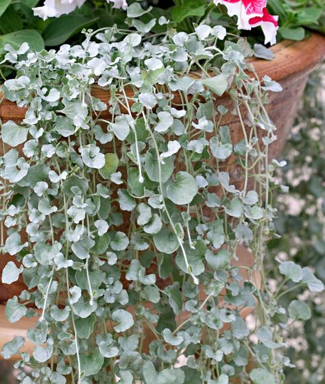 Green Leafy Plants Outdoor, Trailing Plants For Shade, Dichondra Silver Falls Hanging Baskets, Silver Foliage Plants, Silver Falls Plant, Dichondra Silver Falls, Fall Hanging Baskets, Silver Plants, Silver Falls Dichondra