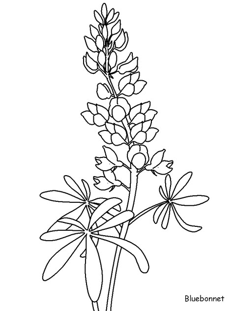 http://coloringpagesplus.com/flowers/free-coloring-flowers-bluebonnet.gif Bluebonnet Stencil, Blue Bonnets Drawing, Blue Bonnet Drawing, Bluebonnet Drawing, Jessie Tattoo, Painting Bluebonnets, Blue Bonnet Flower, Bluebonnet Photos, Bluebonnet Tattoo