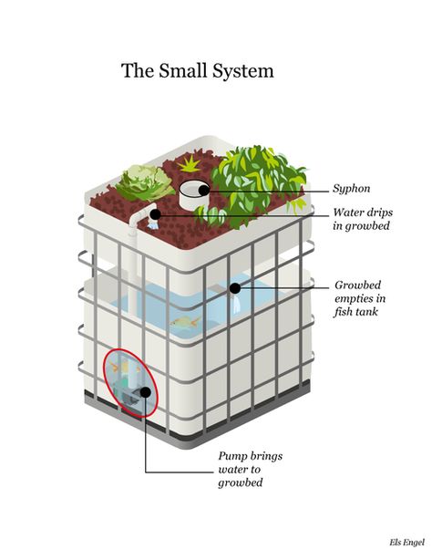 Design Small Aquaponics System Aquaponics Aquarium, Indoor Aquaponics, Aquaponics Greenhouse, Backyard Aquaponics, Aquaponics Diy, Film Technique, Aquaponic Gardening, Aquaponics System, Hydroponic Gardening