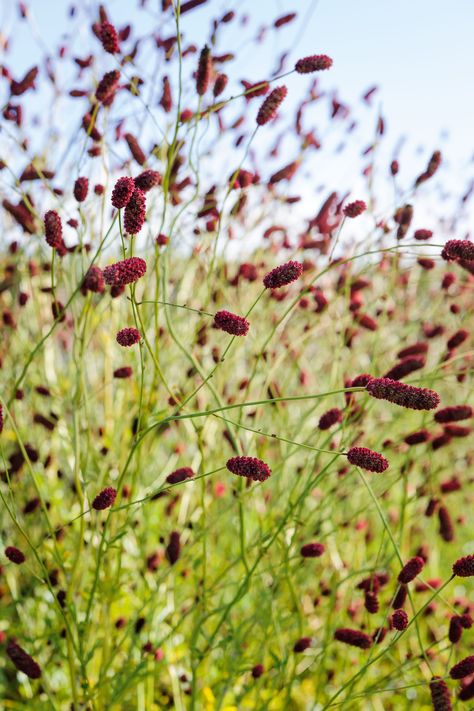 Oudolf Field, Sanguisorba Officinalis, Autumn Border, Gardens Illustrated, Purple Perennials, Grass Border, Mediterranean Garden Design, Naturalistic Garden, Prairie Planting