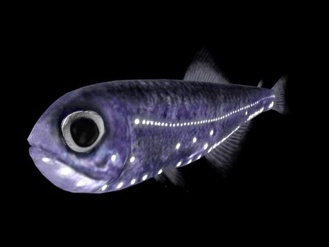 The Lanternfish, also known as Symbolophorus barnardi, is a deep-water fish that gets its name from its ability to produce light. The light is given off by tiny organs known as photophores...It is the same process used by fireflies...Photo from Fish wallpapers Lantern Fish, Fish Lanterns, The Deep Ocean, Underwater Sea, Deep Sea Creatures, Fish Wallpaper, All Fish, Marine Fish, Underwater Creatures