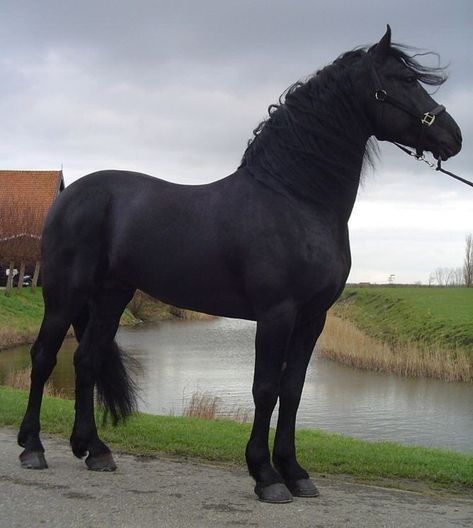 Talon Aesthetic, Arabian Stallions, Black Stallion, Black Horses, Friesian Horse, Most Beautiful Animals, Majestic Horse, All The Pretty Horses, Horse Crazy