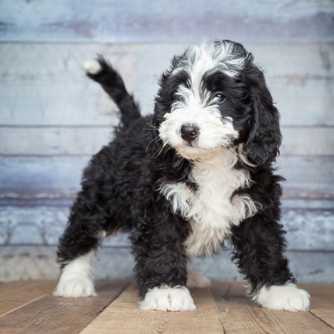 A Visual Guide to All the Different Types of Poodle Mixes, Also Called Doodle Dogs Bernese Mountain Dog Poodle, Gentle Giant Dogs, Best Hypoallergenic Dogs, Doodle Dog Breeds, Designer Dogs Breeds, Mini Bernedoodle, Dog Behaviorist, Shih Poo, Bernedoodle Puppy