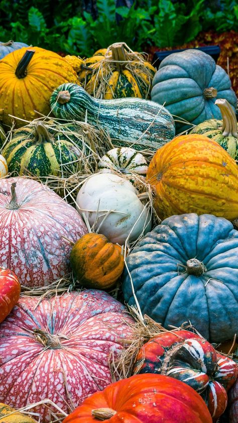 Colorful Pumpkins Wallpaper, Backgrounds Autumn, Colorful Pumpkins, Iphone Background Quote, Pumpkins And Gourds, Wallpaper Autumn, Pumpkin Wallpaper, Autumn Wallpaper, Growing Pumpkins