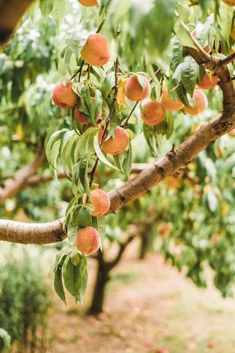 Peach Garden, Orchard Photography, Fruit Orchard Aesthetic, Peach Tree, Peach Photography, Peaches Photography, Peach Picking, Peach Farm, Peaches