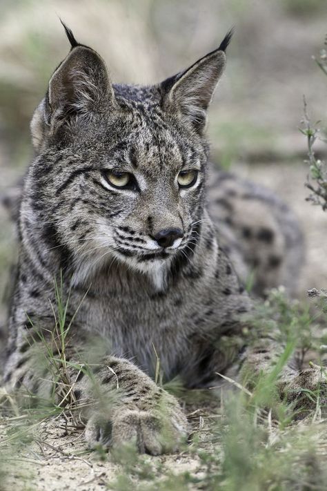 Wild Cat Species, Iberian Lynx, Small Wild Cats, Big Cat Rescue, Bulldog Francese, Cat Species, Exotic Cats, Cheetahs, Large Cats