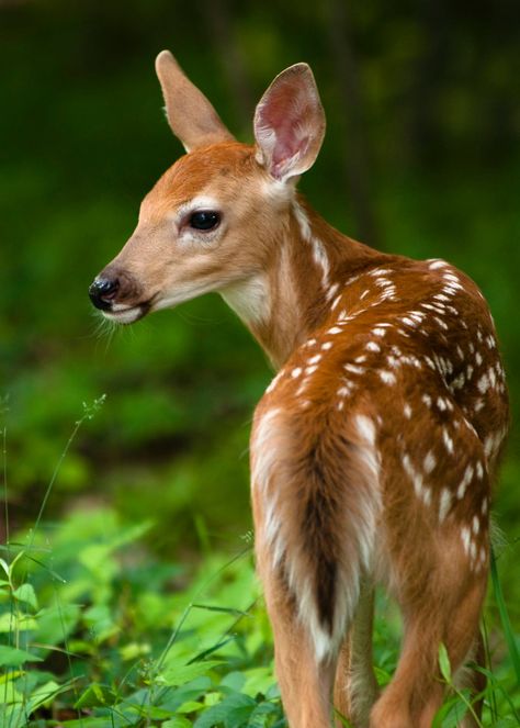 Deer Photography, Wild Animals Photos, Deer Photos, Deer Illustration, Forest Creatures, Whitetail Deer, Forest Friends, Cute Wild Animals, Animal Sketches