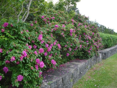 'Rosa rugosa 'Hansa'' Rose Photo Bonito, Rugosa Rose Hedge, Rosa Rugosa Hedge, Maine Gothic, Structural Plants, Garden Flooring, Rugosa Rose, Rose Hedge, Rosa Rugosa