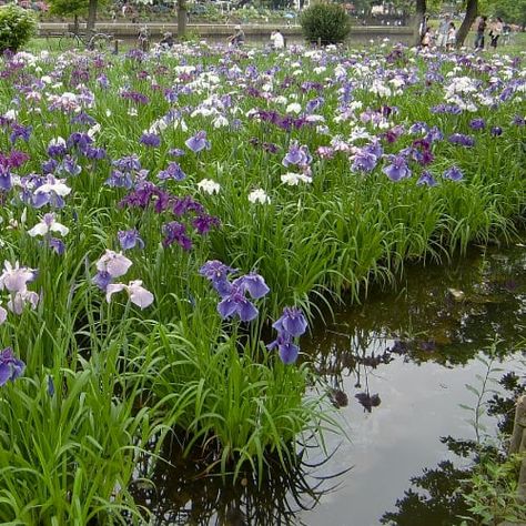 Japanese iris plants in water Permaculture, Plants For Waterlogged Soil, Japanese Iris Plants, Plants That Grow In Water Outdoors, Plants That Absorb Excess Water, Plants That Soak Up A Lot Of Water, Plants That Love Water, Swale Landscaping Ideas, Plants For Wet Areas Backyards