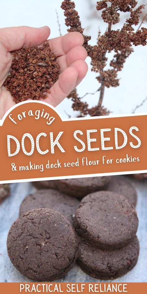 Foraging Dock Seeds & Making Dock Seed Flour - Homemade wild foraged flour is easy to make with wild edible dock seeds. If you're looking for a foraged food recipe for beginners, you'll love this easy dock seed flour. Dock Seed Recipes, Herbal Food Recipes, Forage Food Recipes, Curly Dock Recipes, Fall Foraging, Dock Seed Flour, Foraging For Beginners, Black Walnut Foraging, Coastal Foraging