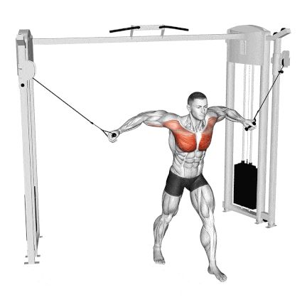 High Cable Fly Lower Chest Exercises, Incline Push Ups, Decline Press, Cable Crossover, Dumbbell Fly, Cable Workout, Chest Exercises, Chest Fly, Pectoral Muscles