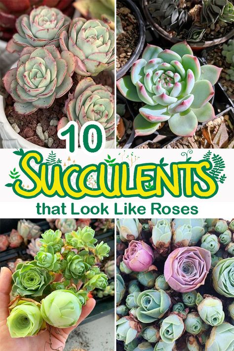 If you long for beautiful houseplants, consider lighting your space with these stunning Succulents that Look Like Roses. Read on for the details! Rose Succulent Plants, Mountain Rose Succulent, Plant Decoration Ideas, Beautiful Houseplants, Echeveria Imbricata, Rose Succulent, Decorations Items, Succulent Display, Succulent Landscaping