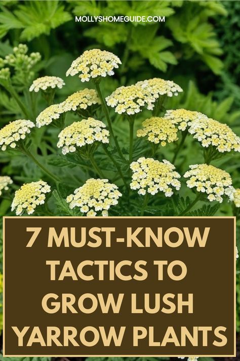 Discover the secrets of successfully growing yarrow in your garden with our comprehensive guide. Learn how to care for yarrow plants, including soil requirements, watering tips, and sunlight needs. Whether you're a seasoned gardener or just starting out, our step-by-step instructions on how to grow yarrow will help you cultivate a thriving garden filled with these beautiful and versatile flowers. Explore different varieties of yarrow and get inspired to create stunning floral arrangements or her Growing Yarrow, Yarrow Landscaping, Yarrow Plant, Yarrow Flower, Thriving Garden, Herbal Apothecary, Seed Saving, Replant, Growing Plants