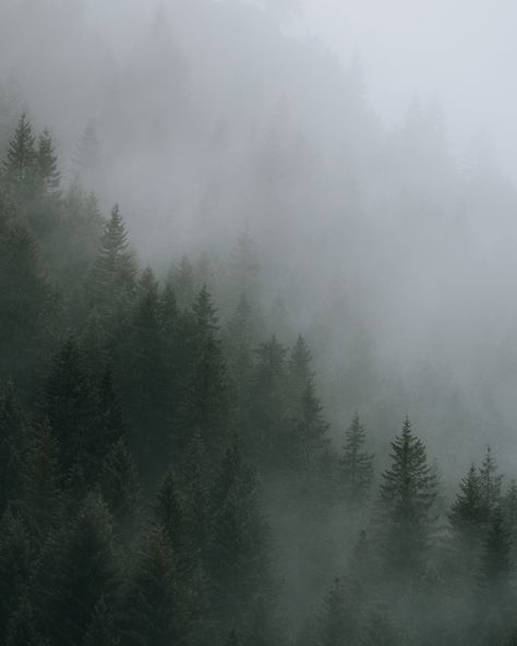 Rainy Pine Forest Aesthetic, Grey Green Asthetics, Sage Green Asthetics Photos Wallpaper, Loki Astethic, Trees Astethic, Dark Green Asthetics Photos, Grey Asthetics Photos, Sage Green Asthetics, Pine Green Aesthetic