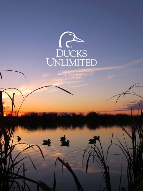 Ducks Unlimited Wallpaper For Iphone Check more at https://iphonewallpaper.me/ducks-unlimited-wallpaper-for-iphone/ Hunting Backgrounds, Hunting Wallpaper, Iphone Wallpapers Full Hd, Lindsey Wixson, Rabbit Wallpaper, Hunting Pictures, Duck Photo, Iphone Wallpaper For Guys, Hype Wallpaper