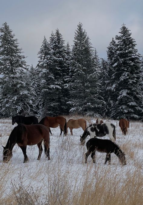 Winter Countryside Aesthetic, Winter In The Country, Winter Cowboy Aesthetic, Country Winter Aesthetic, Winter Country Aesthetic, Western Winter Aesthetic, Western Christmas Aesthetic, Christmas Horse Wallpaper, Country Christmas Aesthetic