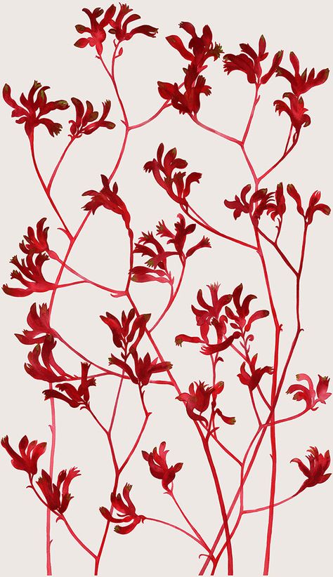 Painted designs featuring Australian native flowers and plants Fabric Sourcing, Australian Wildflowers, Australian Flowers, Australian Native Flowers, Native Australians, Australian Plants, Kangaroo Paw, Australian Native Plants, Australian Flora