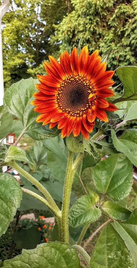 =t
=// Velvet Queen Sunflower, Wedding Hairstyles, Sunflower, Hair And Nails, Plants