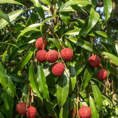 Quer lichias fresquinhas? Aprenda a germinar caroços de lichia e cuide das mudas para desfrutar de uma árvore frutífera incrível em seu jardim. 🌳🥭